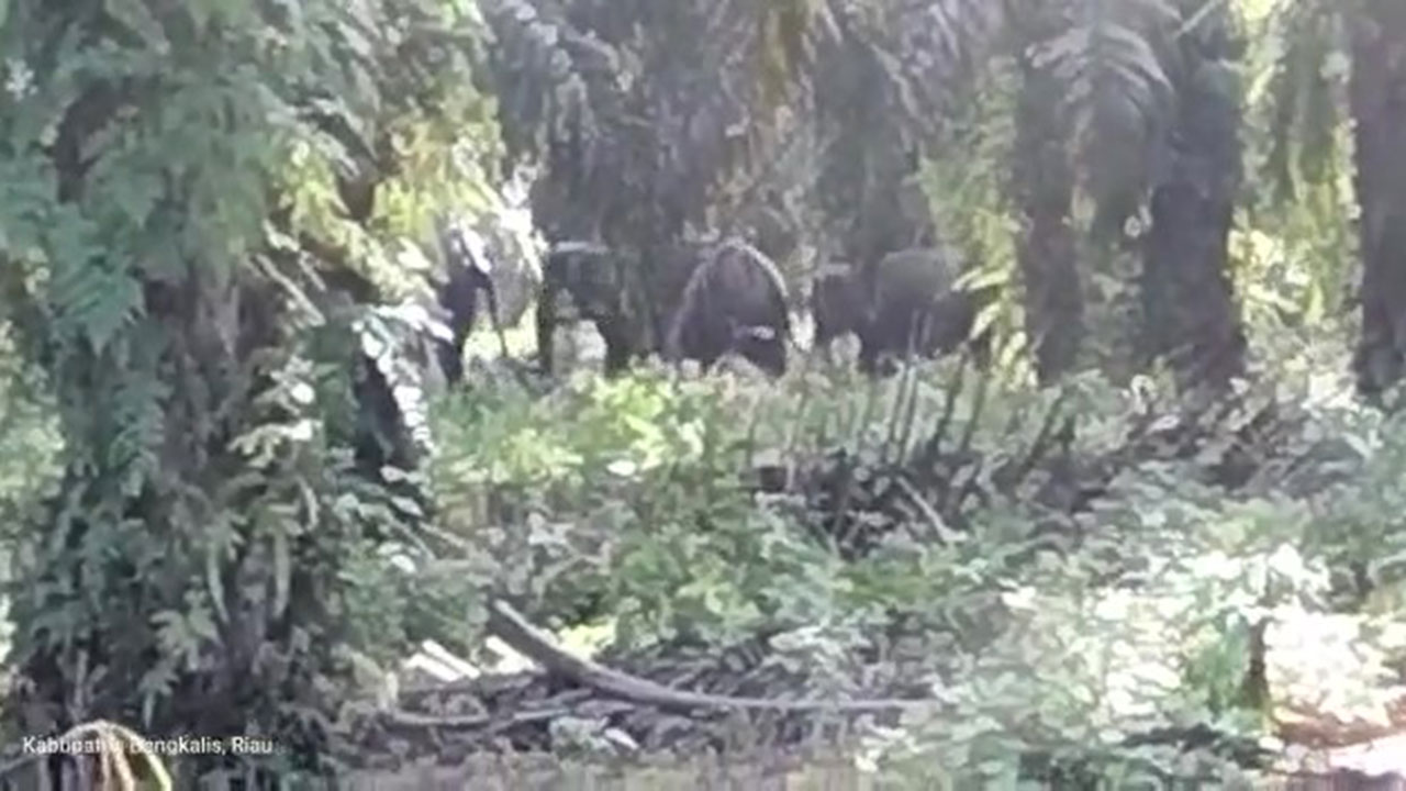 BALAI BESAR KSDA RIAU MELAKUKAN MITIGASI KONFLIK DI DUSUN II SIALANG RIMBUN