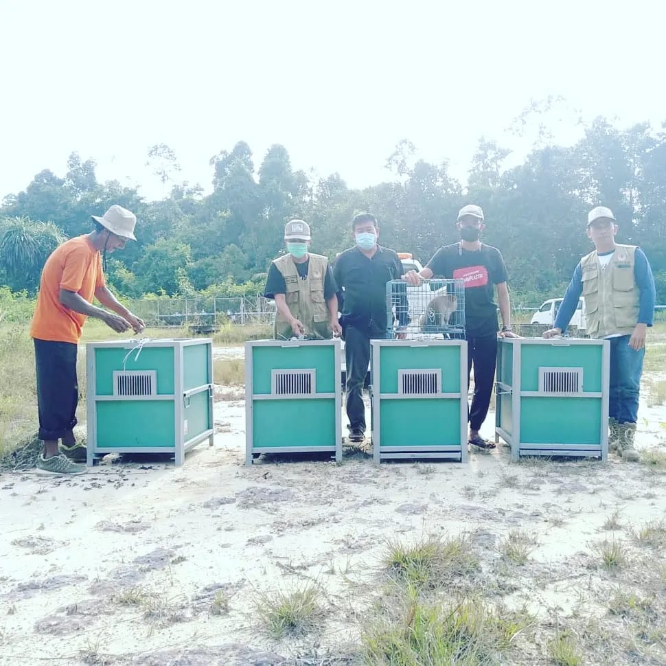 BALAI BESAR KSDA RIAU LEPASLIARKAN MONYET EKOR PANJANG