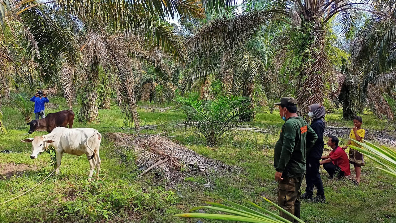 BALAI BESAR KSDA RIAU RESORT SIAK PANTAU PERKEMBANGAN USAHA KELOMPOK TANI BINAAN DAN MEMBERIKAN SERTIFIKAT PEMBENTUKAN MASYARAKAT PEDULI API (MPA)