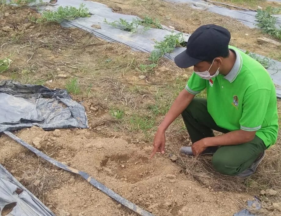 BALAI BESAR KSDA RIAU LAKUKAN LAGI MITIGASI KONFLIK GAJAH LIAR  DENGAN MANUSIA
