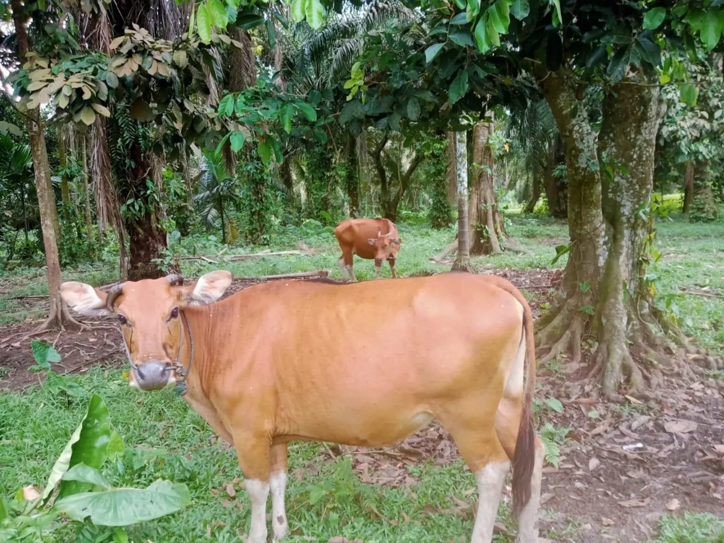 EVALUASI DAN MONITORING KELOMPOK TANI HUTAN DESA REDANG DAN DESA RANTAU BAKUNG