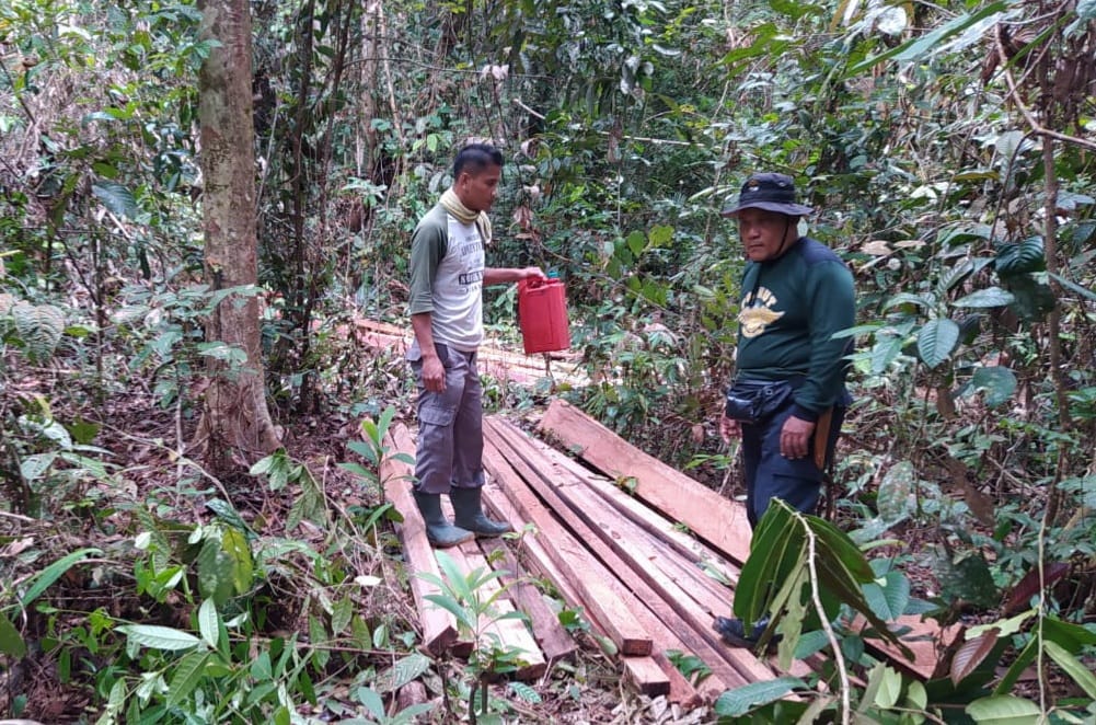 PATROLI PENGAMANAN KAWASAN RESORT BUKIT RIMBANG TEMUKAN BARANG BUKTI KEGIATAN ILLEGAL LOGGING BERUPA KAYU OLAHAN