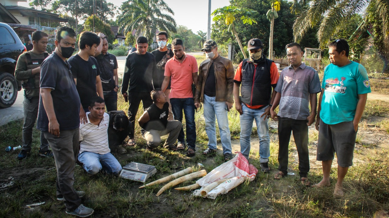 BALAI BESAR KSDA RIAU DAN DITRESKRIMSUS POLDA RIAU  BERHASIL GAGALKAN PARA PELAKU PERDAGANGAN GADING GAJAH