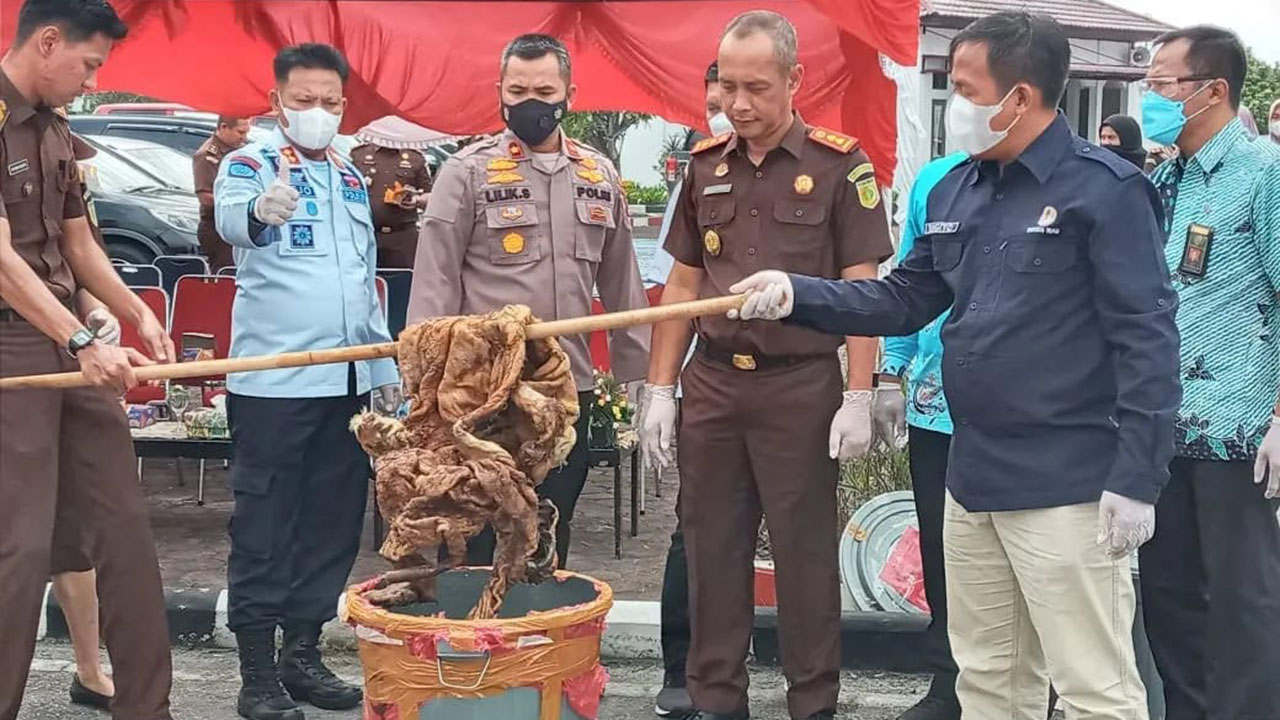 BALAI BESAR KSDA RIAU HADIRI PEMUNASHAN BARANG BUKTI TERKAIT KONSERVASI SUMBER DAYA ALAM  HAYATI OLEH PIHAK KEJARI KUANSING