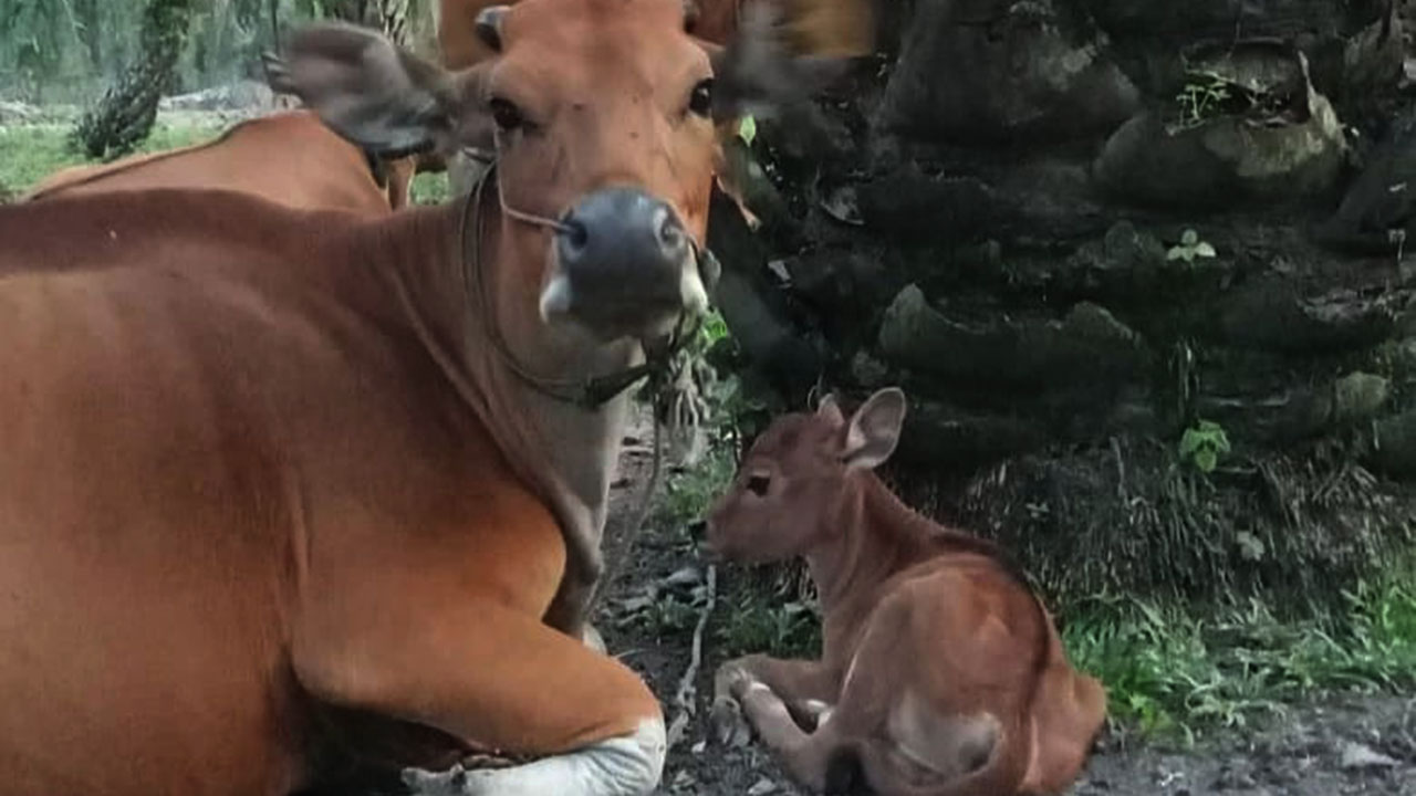 PANTAU PERKEMBANGAN BANTUAN USAHA EKONOMI PRODUKTIF KELOMPOK TANI SETIA BARU YANG DIBINA BBKSDA RIAU