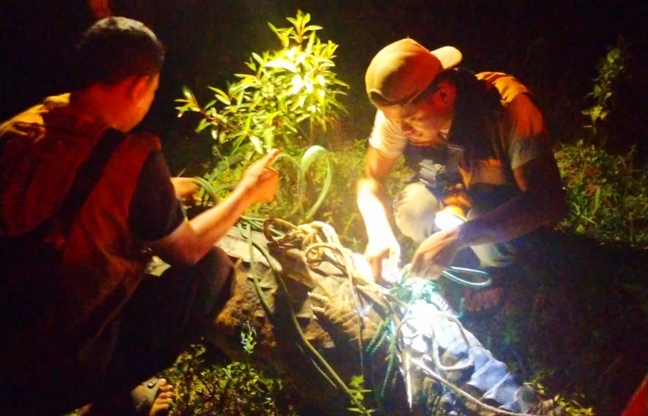 EVAKUASI BUAYA SENYULONG DI KECAMATAN KERUMUTAN, KABUPATEN PELALAWAN