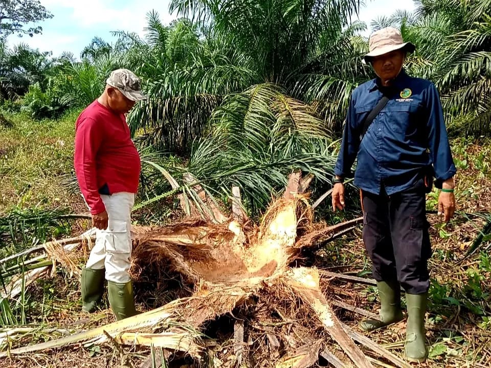 MITIGASI KONFLIK GAJAH DI DESA RANTAU BARU, KECAMATAN PANGKALAN KERINCI, KABUPATEN PELALAWAN