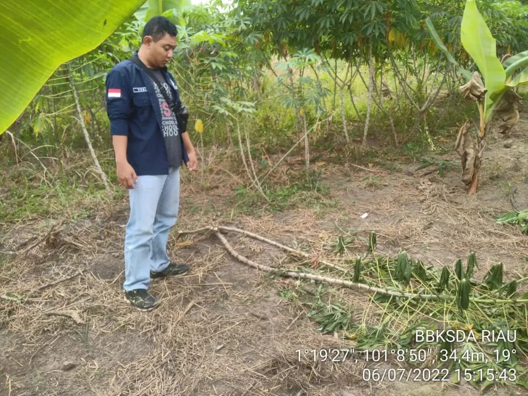 MITIGASI KONFLIK GAJAH SUMATERA DI KECAMATAN BATHIN SOLAPAN, KABUPATEN BENGKALIS
