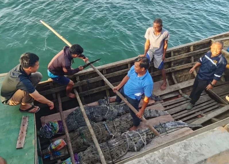 EVAKUASI BUAYA DARI KANDANG PENAMPUNGAN BUAYA SEMENTARA YANG ADA DI KABUPATEN LINGGA