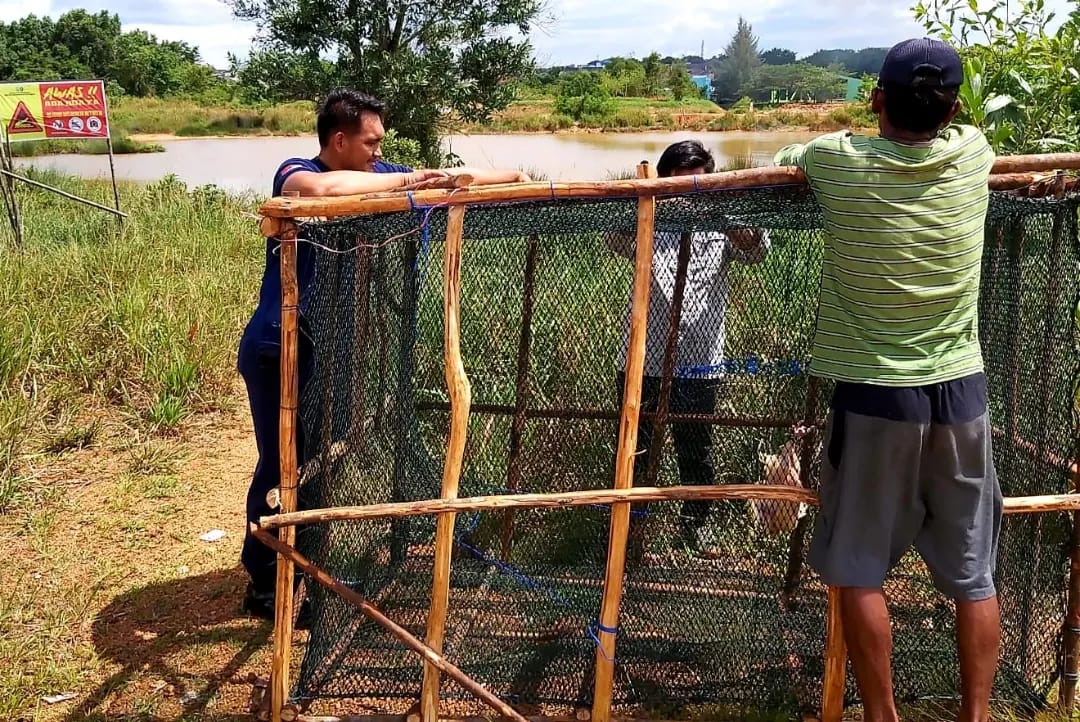 TIM BALAI BESAR KSDA RIAU SKW II BATAM RESPON LAPORAN WARGA TERKAIT KEMUNCULAN BUAYA SEKALIGUS LEPAS LIARKAN PENYU