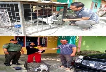 SEEKOR BURUNG ELANG LAUT DADA PUTIH DISERAHKAN SUKARELA OLEH MASYARAKAT