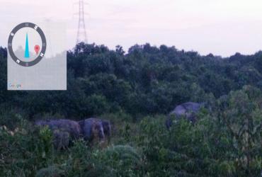 PENGGIRINGAN GAJAH SUMATERA (Elephas maximus sumatranus)