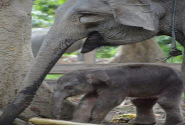 KELAHIRAN GAJAH "DAMAR" DI TAMAN WISATA ALAM BULUH CINA