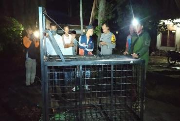 PENANGANAN KONFLIK BERUANG MADU (Helarctos malayanus) DI KECAMATAN KOTO GASIB, KABUPATEN SIAK