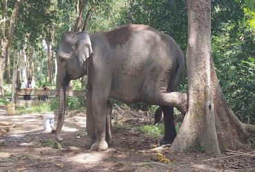 GAJAH DAMAR DI TAMAN WISATA ALAM BULUH CINA BERUSIA SEBULAN