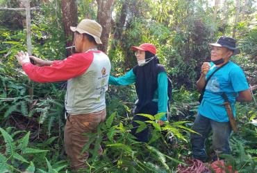 IDENTIFIKASI STRUKTUR POPULASI POHON TONGKE HUTAN (Acacia mangium) DI SUAKA MARGASATWA BUKIT RIMBANG BUKIT BALING