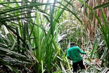 MENEMBUS JALUR MENUJU DANAU ZAMRUD DI TAMAN NASIONAL ZAMRUD, KABUPATEN SIAK