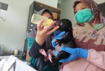 KEGIATAN EVAKUASI BERUANG MADU DI DESA PULAU RENGAS, KECAMATAN PANGEAN, KABUPATEN KUANTAN SINGINGI