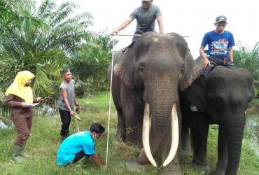 TIM MEDIS BALAI BESAR KSDA RIAU MELAKUKAN PEMERIKSAAN GAJAH BINAAN DI SUAKA MARGASATWA PUSAT LATIHAN GAJAH SEBANGA