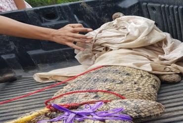 SEKSI KONSERVASI WILAYAH II BATAM MELAKUKAN EVAKUASI BUAYA DI KECAMATAN SAGULUNG, KOTA BATAM