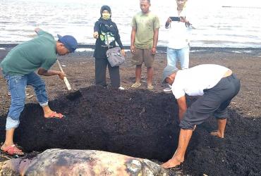 RESORT DUMAI MENGEVAKUASI BANGKAI DUYUNG (DUGONG DUGON) YANG MATI TERDAMPAR DIPANTAI