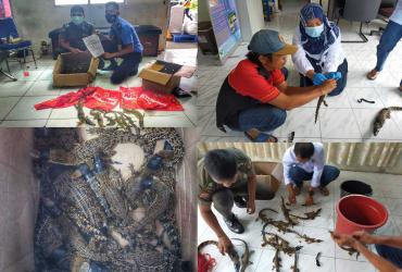 AVSEC BANDARA SULTAN SYARIF KASIM II PEKANBARU DAN BALAI BESAR KSDA RIAU GAGALKAN PENGIRIMAN BUAYA MUARA