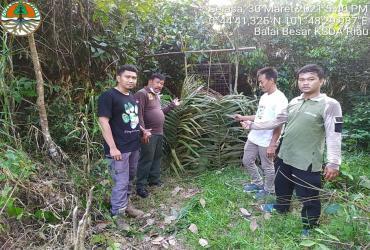 PEMASANGAN BOX TRAP ATAU KERANGKENG DI JALUR KEMUNCULAN TERAKHIR SATWA BERUANG
