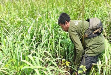 PETUGAS RESORT DURI BALAI BESAR KSDA RIAU MEMUSNAHKAN TANAMAN SAWIT DALAM KAWASAN SUAKA MARGASATWA BALAI RAJA