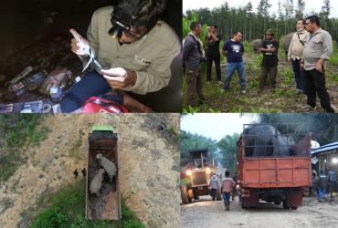 EVAKUASI DAN TRANSLOKASI DUA GAJAH LIAR DI KECAMATAN PERANAP, KABUPATEN INDRAGIRI HULU, PROV. RIAU