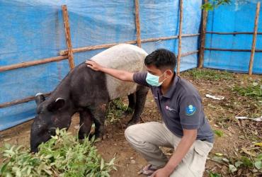 PERKEMBANGAN KONDISI KESEHATAN TAPIR YANG TERKENA JERAT BERANGSUR MEMBAIK