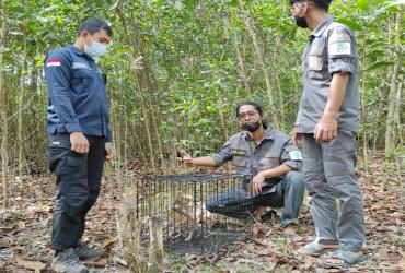 KUCING HUTAN (PRIONAILURUS BENGALENSIS) DI LEPASLIARKAN OLEH BALAI BESAR KSDA RIAU