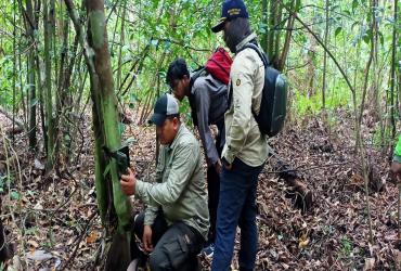 PERKEMBANGAN PENANGANAN KONFLIK HARIMAU SUMATERA DI DESA TELUK LANUS, KECAMATAN SUNGAI APIT, KABUPATEN SIAK