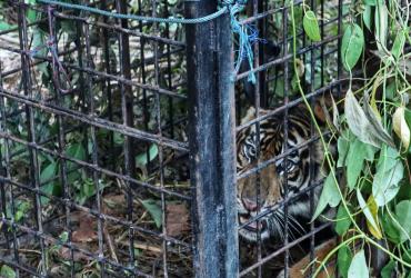 KRONOLOGIS TERTANGKAPNYA HARIMAU TELUK LANUS