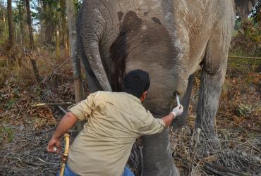 PENGOBATAN GAJAH LIAR DURI