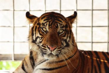 HARIMAU SUMATERA YANG TERKAM WARGA DI TELUK LANUS DIREHABILITASI TERLEBIH DAHULU SEBELUM DILEPASLIARKAN