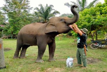 GAJAH DI PLG SEBANGA DAPAT ASUPAN GIZI LAGI
