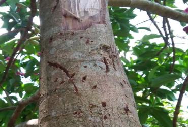 BBKSDA RIAU IDENTIFIKASI LOKASI GANGGUAN BERUANG MADU DARI LAPORAN WARGA