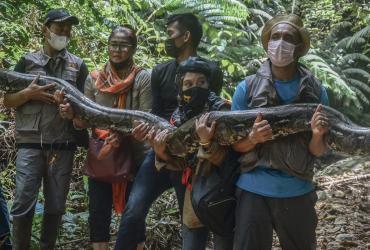 BALAI BESAR KSDA RIAU LEPAS LIARKAN ULAR PYTHON KE HABITATNYA