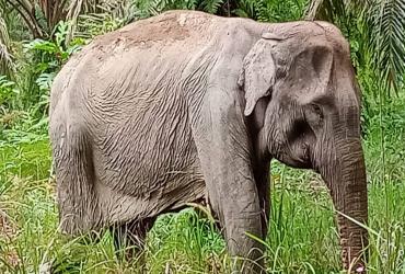 BALAI BESAR KSDA RIAU MENDAPAT LAPORAN ADA SEEKOR GAJAH YANG SEDANG SAKIT MASUK KE PERKEBUNAN WARGA