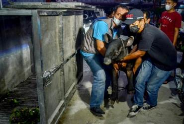 PENYELAMATAN TAPIR YANG TERJERAT DI MINAS, KABUPATEN SIAK