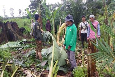 RESORT KERUMUTAN SELATAN MITIGASI KONFLIK SATWA LIAR GAJAH SUMATERA DI DESA ALIM I, KEC. BATANG CENAKU, KABUPATEN INDRAGIRI HULU