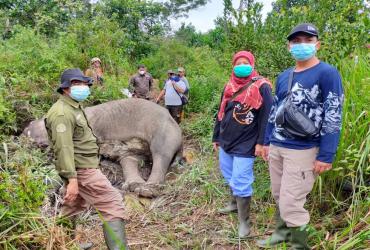 SEEKOR GAJAH LIAR BERJENIS KELAMIN BETINA DITEMUKAN MATI DI KABUPATEN PELALAWAN