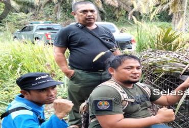 BALAI BESAR KSDA RIAU LAKUKAN MITIGASI KONFLIK SATWA LIAR BERUANG MADU DI DESA PENARIKAN KEC. LANGGAM KAB, PELALAWAN