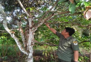 BALAI BESAR KSDA RIAU LAKUKAN MITIGASI KONFLIK SATWA LIAR BERUANG MADU DI DESA BUKIT KESUMA KEC. PANGKALAN KURAS KAB. PELALAWAN