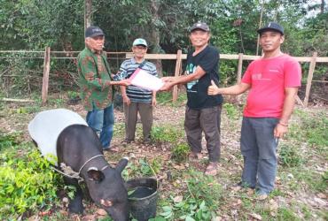 PENYELAMATAN TAPIR YANG TERLUKA DI BAGIAN MATANYA DI DESA LUBUK AMBACANG, KEC. HULU KUANTAN, KAB. KUANTAN SINGINGI