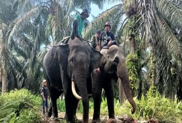 BALAI BESAR KSDA RIAU BERUPAYA MENGUSIR GAJAH LIAR DARI KEBUN WARGA DENGAN MENGGIRING GAJAH LIAR MENGGUNAKAN GAJAH JINAK