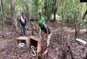 PELEPASLIARAN SATWA DILINDUNGI KEMBALI KE HABITATNYA DI KAWASAN KONSERVASI