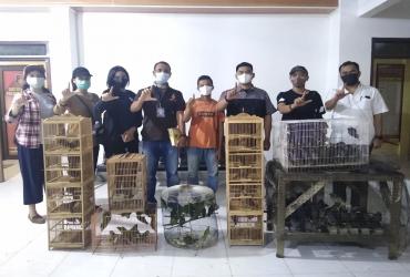 POLRES KAMPAR MENYERAHKAN PULUHAN BURUNG DILINDUNGI HASIL TANGKAPAN