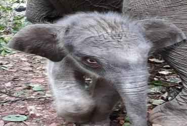 KELAHIRAN GAJAH SUMATERA DI TAMAN NASIONAL TESSO NILO