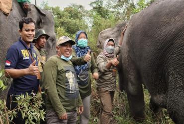 PENGECEKAN GPS COLLAR PADA GAJAH LIAR DI SUB POPULASI PETAPAHAN
